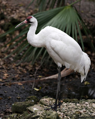 Whooping crane bird stock photos. Picture. Whooping crane bird profile-view side view. Endangered bird. Endangered species. Portrait. Image. Photo.