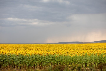 yellow bright flowers of sunflower on a large field