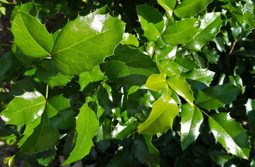 Fototapeta na wymiar green leaves of a bush