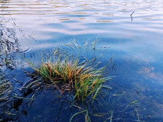 grass and water