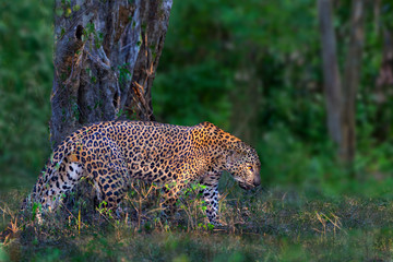 Fototapeta na wymiar Asian Leopard known as Panthera pardus kotiya in latin, in Yala, Sri Lanka