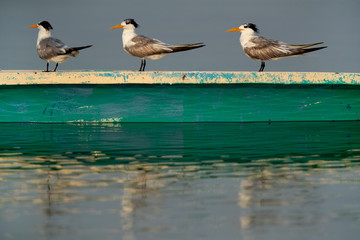 Greater Crested Terns perched on a boat at Busaiteen coast, Bahrain