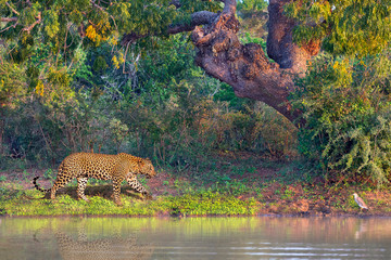 Asian Leopard known as Panthera pardus kotiya in latin, in Yala, Sri Lanka