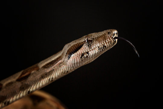 Snake head with tongue on a black background. Close-up.