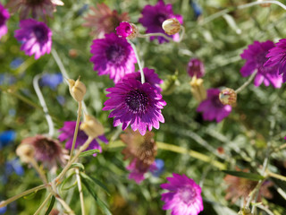 Xeranthemum annuum - xéranthème annuel ou immortelle aux délicates fleurs de couleur violet clair à rose foncé brillant