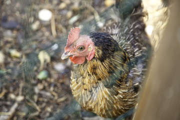 Hen on farm