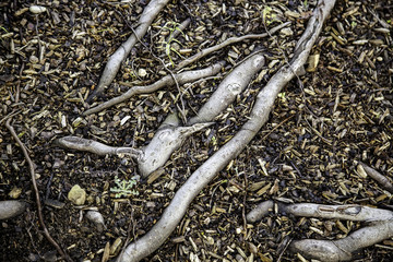 Tree roots