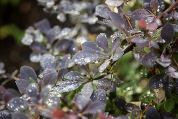 Wet tree leaves