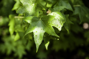 Wet tree leaves