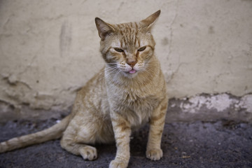 Naklejka na ściany i meble Abandoned street cats