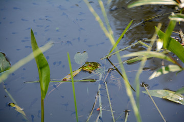 A  green frog in the water of a pond with a lot of tadpoles