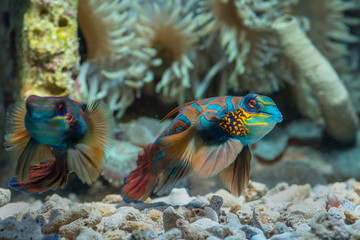 Mandarin fish with coral background