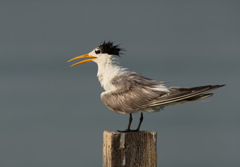 Greater Crested Tern perched on a wooden log at Busaiteen coast, Bahrain