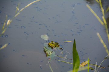 A frog in the water of a pond with a lot of tadpoles