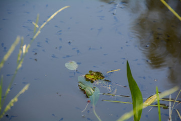One  frog in the water of a pond with a lot of tadpoles