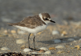 Portrait of  a Kentish Plover, Bahrain