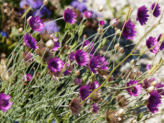 Xeranthemum annuum - xéranthème annuel ou immortelle aux délicates fleurs de couleur violet...
