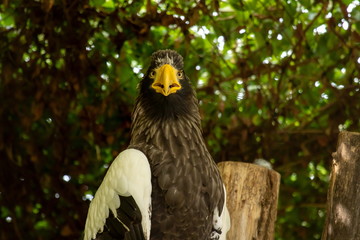 Riesenseeadler