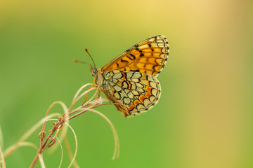 Argynnis paphia. Nacarada. 