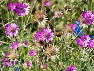 Xeranthemum annuum - xéranthème annuel ou immortelle aux délicates fleurs de couleur violet clair à rose foncé brillant aux petites bractées rayonnantes