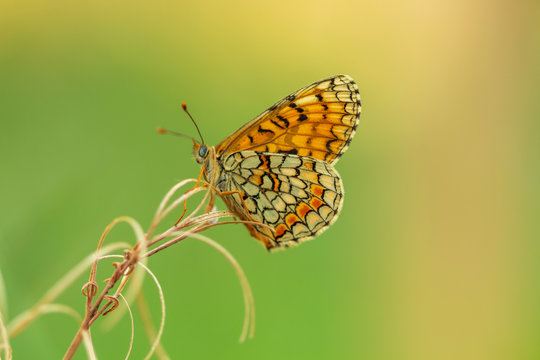 Argynnis paphia. Nacarada. 