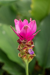 Pink Curcuma alismatifolia flower in a garden.Siam tulip or summer tulip flower is a tropical plant native to Thailand.