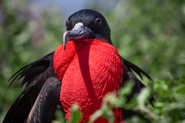 Great Frigatebird