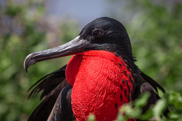 Great Frigatebird