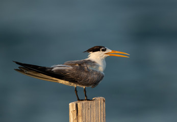Fototapeta na wymiar Portrait of a Greater Crested Tern at Busaiteen coast, Bahrain