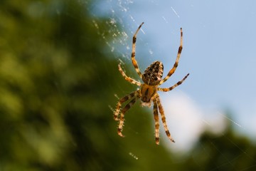Spider climbing on the web