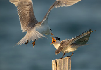 Greater Crested Terns face to face,  fighting for wooden log at Busaiteen coast, Bahrain