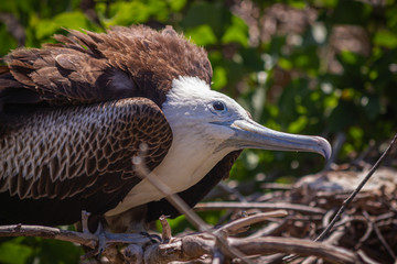 Great Frigatebird