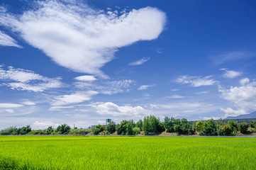 青い稲穂と青空