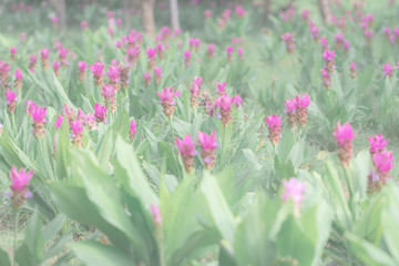 Pink Curcuma alismatifolia flower in a garden.Siam tulip or summer tulip flower is a tropical plant native to Thailand.