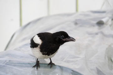 Magpie on a Greenhouse