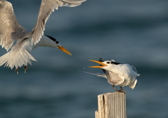 Greater Crested Terns facing each other to accupy the wooden log at Busaiteen coast, Bahrain