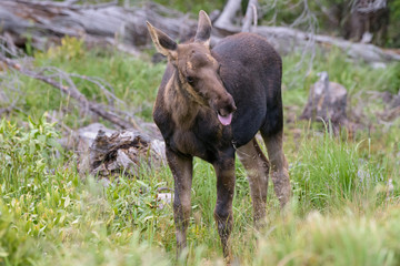 Moose Calf in the Colorado Rocky Mountains