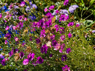 Xeranthemum annuum - xéranthème annuel ou immortelle aux délicates tiges florales de couleur mélangées du violet clair, rose à blanc au rouge brillant, petites bractées rayonnantes