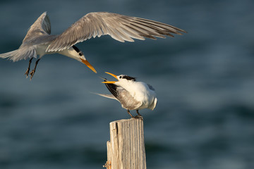 Greater Crested Terns face to face for wooden log at Busaiteen coast, Bahrain