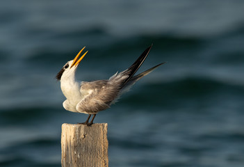 Greater Crested Tern looking up to the other tern approaching nearby at Busaiteen coast, Bahrain