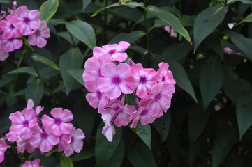 Pink hydrangea blooms in the garden