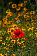 flower meadow with coreopsis - tickseed and poppies for the variety of species