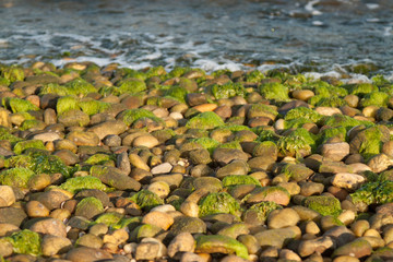 moss stones on the beach