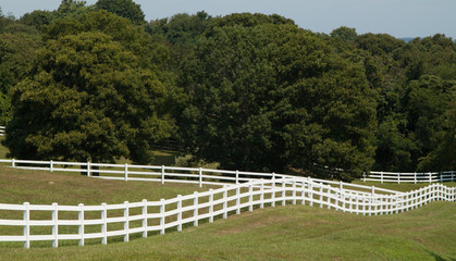 grass and fence