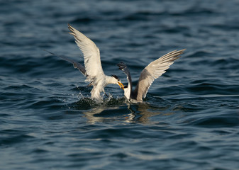 Greater Crested Terns figthing for a fish at Busaiteen coast, Bahrain