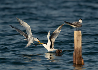 Greater Crested Tern pulling fishing from other at Busaiteen coast, Bahrain