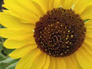 closeup shot of a sunflower 