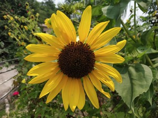 Obraz premium closeup shot of a sunflower 