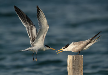 Greater Crested Tern approaching other perched on wooden log at Busaiteen coast, Bahrain