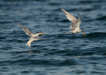 Greater Crested Tern snatched a fish from other tern at Busaiteen coast, Bahrain